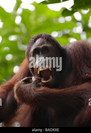 Orang Utan a denti stretti Kabili Sepilok Riserva della Foresta Pluviale Sabah Borneo Foto Stock