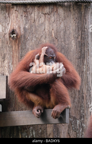 Madre degli Oranghi kissing baby Kabili Sepilok Riserva della Foresta Pluviale Sabah Borneo Foto Stock