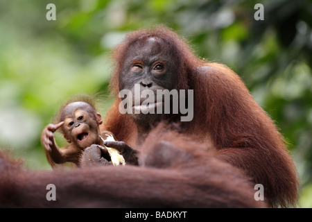 Il bambino e la madre degli oranghi Kabili Sepilok Riserva della Foresta Pluviale Sabah Borneo