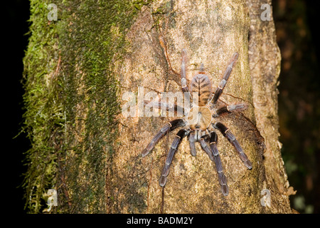 Tarantula spider Danum Valley Conservation Area Sabah Borneo Foto Stock