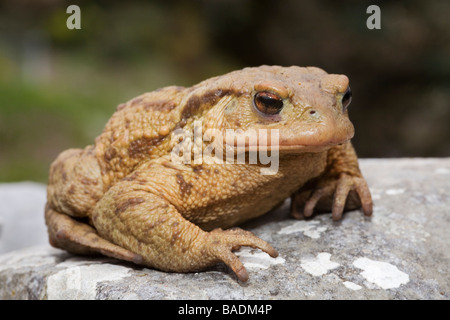 Il rospo comune Bufo bufo Peloponneso Grecia Foto Stock