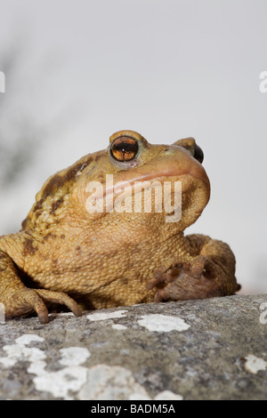 Ritratto di un rospo comune Bufo bufo Foto Stock