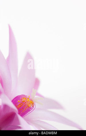 Close up di cactus di pasqua Foto Stock