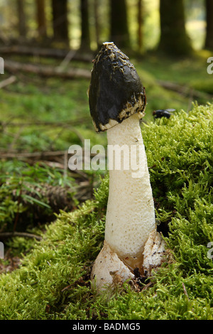 Un Stinkhorn funghi che crescono in moss Phallus impudicus Limousin Francia Foto Stock