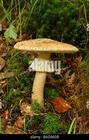 Un fungo Blusher Amanita rubescens crescente nel bosco su moss Limousin Francia Foto Stock