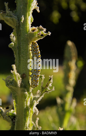 Un Mullein moth caterpillar alimentazione su un spogliato Mullein impianto Limousin Francia Foto Stock