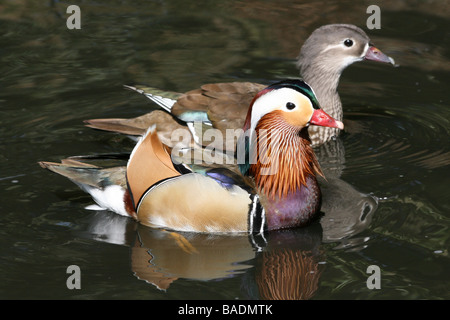 Coppia di Anatra Mandarina Aix galericulata prese a Martin mera WWT, LANCASHIRE REGNO UNITO Foto Stock