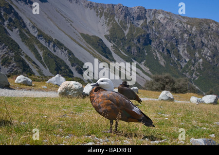 Paradise Shelduck Tadorna variegata Foto Stock