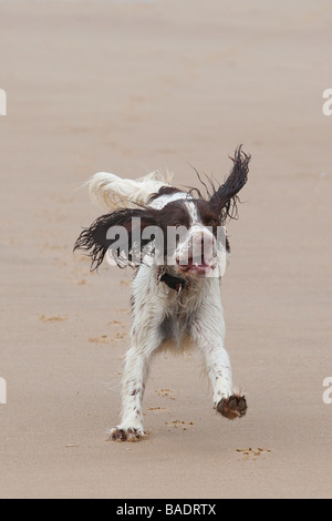 English Springer Spaniel Foto Stock