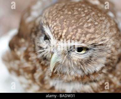 Un gufo predatori uccello notturno con la grande testa rotonda maggiore gli occhi e con la breve becco piegato Foto Stock