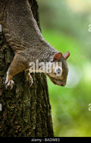 Scoiattolo grigio Foto Stock