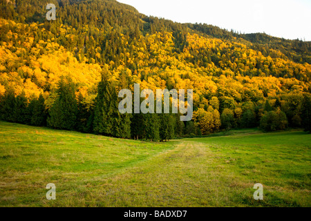 Campo e del Bosco in autunno Foto Stock