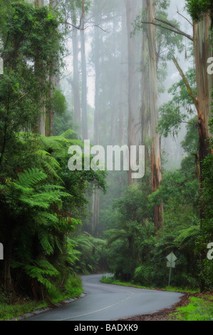La strada attraverso la foresta, Dandenong Ranges, Victoria, Australia Foto Stock