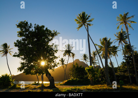 Sunrise attraverso albero, Maupiti, Polinesia Francese Foto Stock