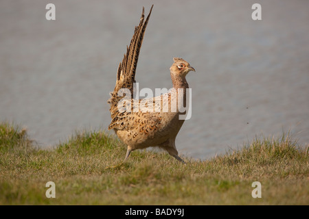 Fagiano femmina Phasianus colchicus sulla giornata di vento Norfolk Foto Stock