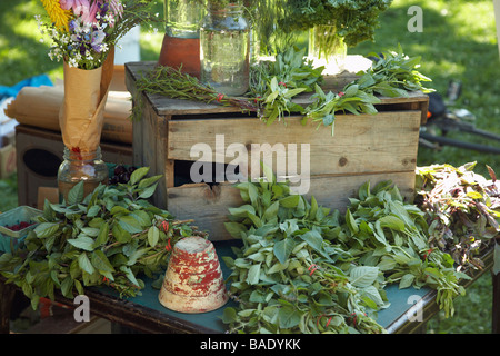 Erbe per vendita a agricoltore biologico di mercato del Foto Stock