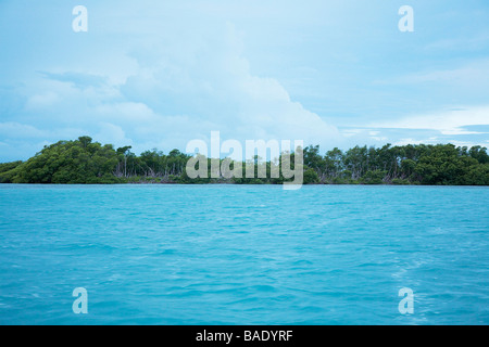 Alberi di mangrovia sul litorale, il Belize Foto Stock