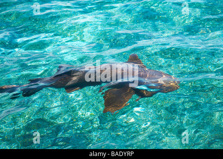 Squalo nutrice in acqua, il Belize Foto Stock