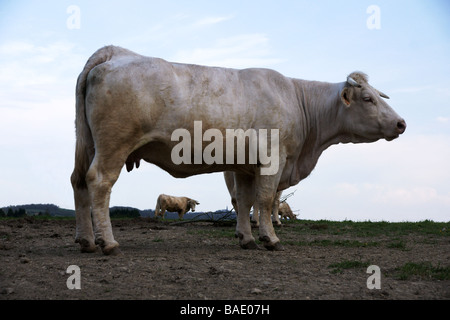 .Bovini di razza Charolaise. Mucca in un campo Foto Stock