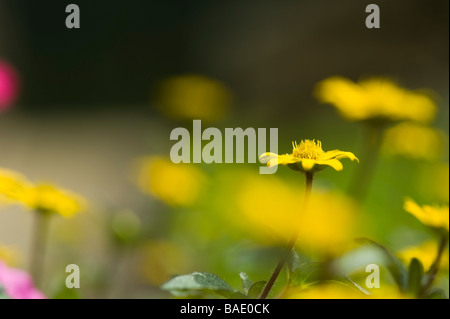 Close-up di fiori di montagna, Gruberalm, Salzburger Land, Austria Foto Stock