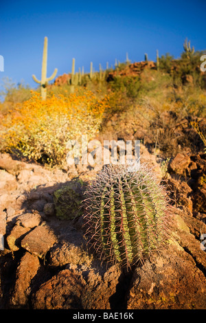 Barile, cactus Saguaro National Park, Tucson, Arizona, Stati Uniti d'America Foto Stock