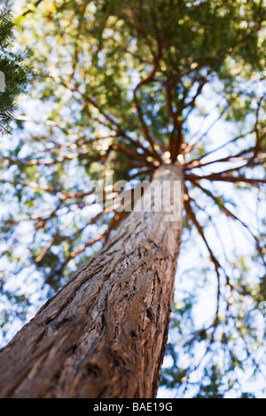 Tronco di albero di sequoia, il lago Tahoe, CALIFORNIA, STATI UNITI D'AMERICA Foto Stock