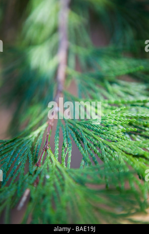 Close-Up del ramo di albero di sequoia Foto Stock