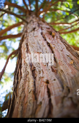 Tronco di albero di sequoia, il lago Tahoe, CALIFORNIA, STATI UNITI D'AMERICA Foto Stock