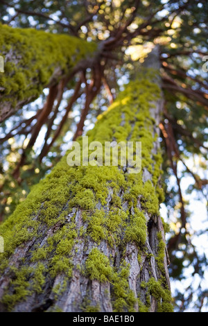 Coperte di muschio tronco di albero di pino Foto Stock