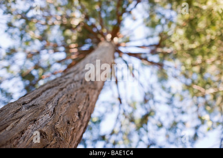 Tronco di albero di sequoia, il lago Tahoe, CALIFORNIA, STATI UNITI D'AMERICA Foto Stock