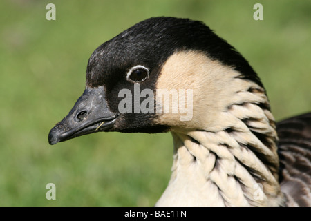 In prossimità della testa e del collo giù Pattern di oca hawaiana o Nēnē Branta sandvicensis prese a Martin mera WWT, LANCASHIRE REGNO UNITO Foto Stock