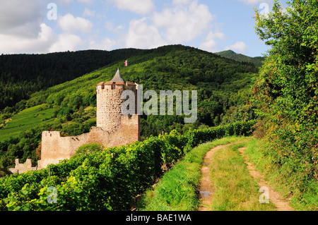 Chateau de Kaysersberg, Kaysersberg, Haut-Rhin, Alsazia, Francia Foto Stock