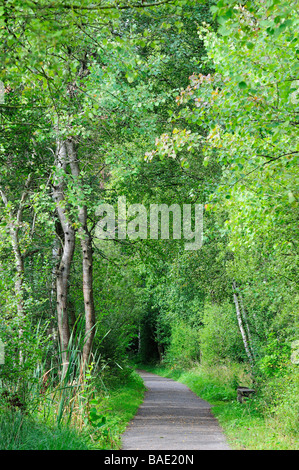 Sentiero in Schwenninger Moos, Villingen-Schwenningen, Baden-Württemberg, Germania Foto Stock