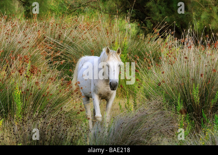 Ritratto di Camargue, Cavalli Camargue, Francia Foto Stock