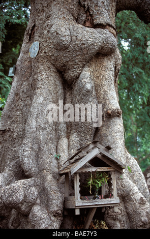 Myanmar (Birmania), Divisione Sagaing, frazioni di Taungbyon, spiriti altare fisso su un trunk Foto Stock