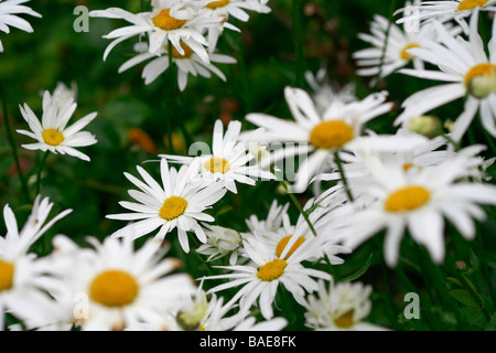 Leucanthemum x superbum "Reine de Mai" Foto Stock