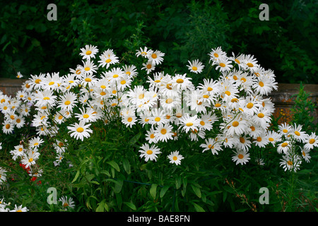 Leucanthemum x superbum "Reine de Mai" Foto Stock