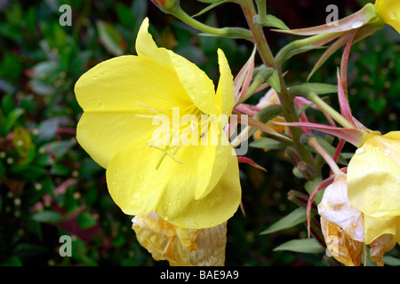 Oenothera fruticosa 'Fyrverkeri', sundrops Foto Stock