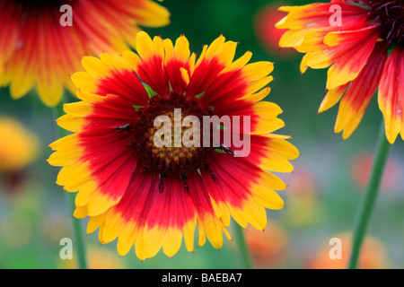 Gaillardia aristata Goblin Foto Stock