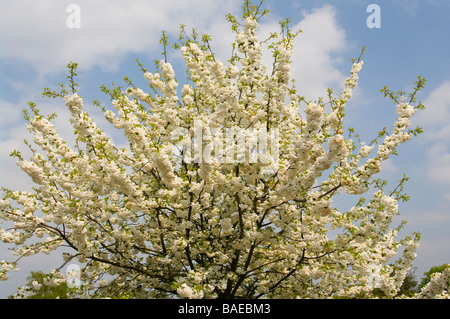 Ornamental Cherry Tree With White Springtime spring Blossom Prunus Foto Stock