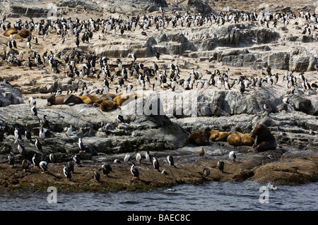 Re cormorani su Isla de Los Lobos, Canale del Beagle, Tierra del Fuego, Ushuaia, Argentina. Foto Stock