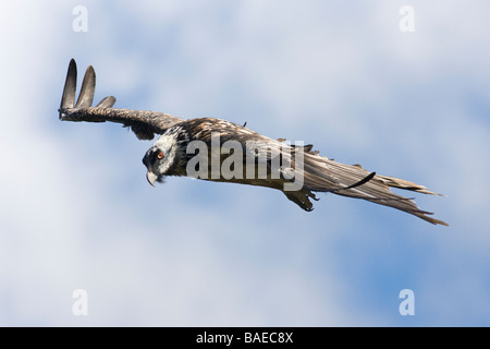 Gipeto eagle Gypaetus barbatus in volo Pirenei spagnoli Foto Stock