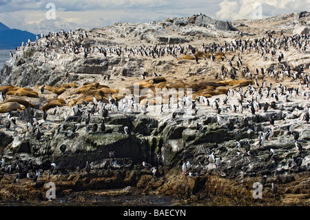 Guarnizioni di tenuta in appoggio tra i re di nidificazione di cormorani su Isla de Los Lobos, Canale del Beagle, Tierra del Fuego, Ushuaia, Argentina. Foto Stock