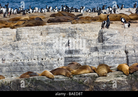 Guarnizioni di tenuta in appoggio tra i re di nidificazione di cormorani su Isla de Los Lobos, Canale del Beagle, Tierra del Fuego, Ushuaia, Argentina. Foto Stock