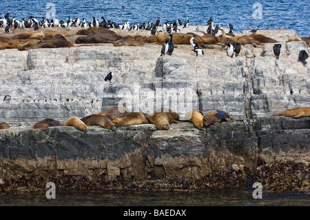 Guarnizioni di tenuta in appoggio tra i re di nidificazione di cormorani su Isla de Los Lobos, Canale del Beagle, Tierra del Fuego, Ushuaia, Argentina. Foto Stock