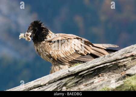 Gipeto eagle Gypaetus barbatus con due ossa nel becco Pirenei spagnoli Foto Stock