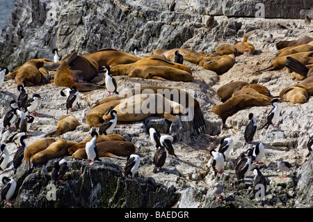 Guarnizioni di tenuta in appoggio tra i re di nidificazione di cormorani su Isla de Los Lobos, Canale del Beagle, Tierra del Fuego, Ushuaia, Argentina. Foto Stock