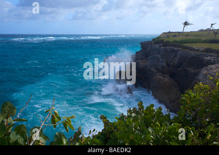 Bellissima scogliera sulla spiaggia di gru, costa sud di Barbados Foto Stock