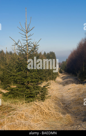 Hautes Fagnes riserva nella stagione invernale Schwarzbusch Eupen provincia di Liegi in Belgio Foto Stock