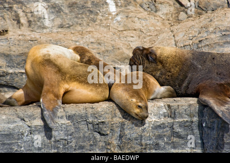 Guarnizioni di tenuta in appoggio su Isla de Los Lobos, Canale del Beagle, Tierra del Fuego, Ushuaia, Argentina. Foto Stock